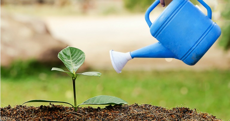 riego de árbol recién plantado