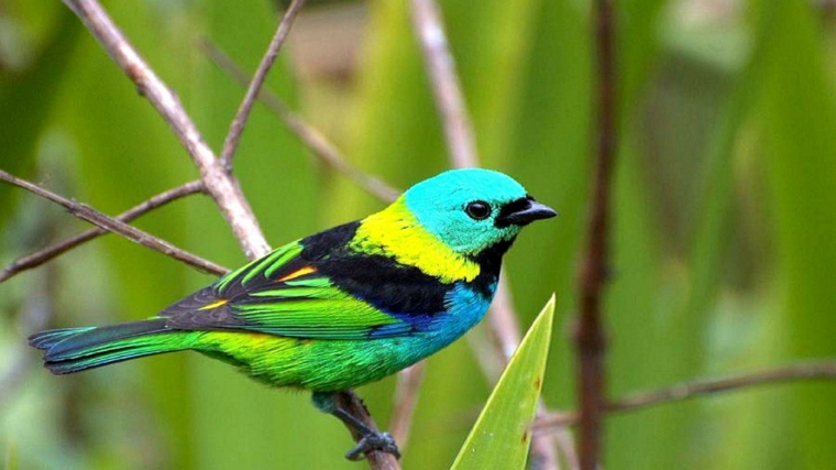 Aves - descubra cómo atraer los pájaros a su jardín usando los colores