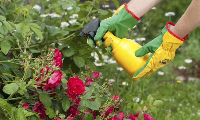 cafe para las plantas cuidado