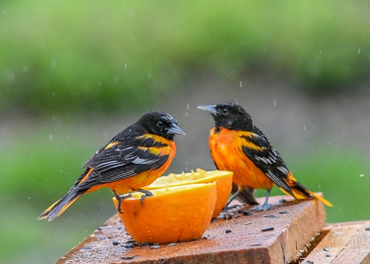aves tomando naranjas