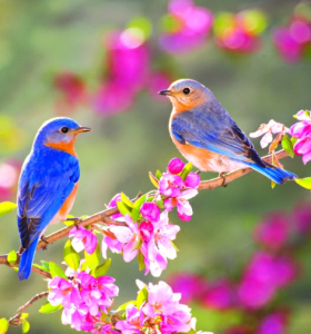 Aves - descubra cómo atraer los pájaros a su jardín usando los colores