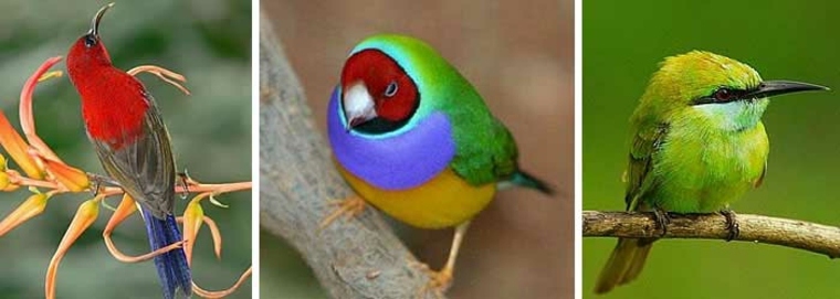 Los mejores colores para atraer aves