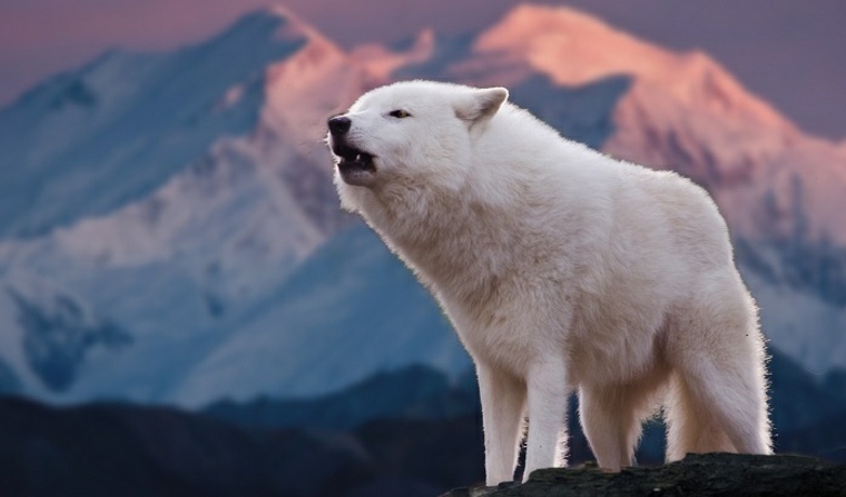 lobo blanco