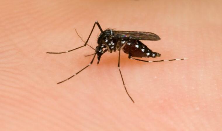 mosquito común
