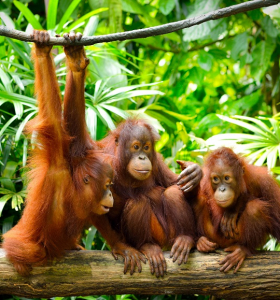 Algunos parecidos entre los orangutanes y los humanos