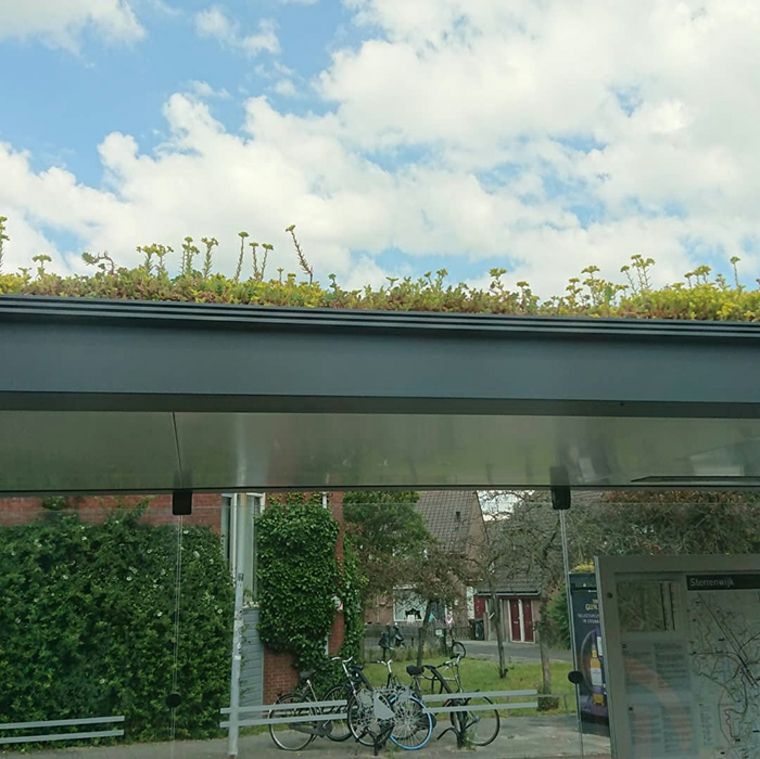 Holanda cubre paradas de autobús con vegetación