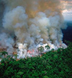 Incendios en el Amazonas - las estadísticas reales de una catástrofe