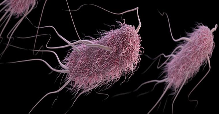 cistitis bacteria
