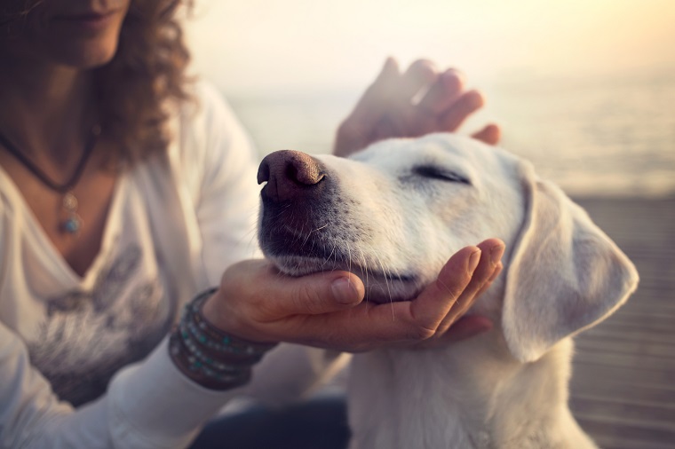 Tener un perro-vivir-mejor