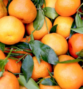 La fruta principal del invierno - los beneficios de las mandarinas