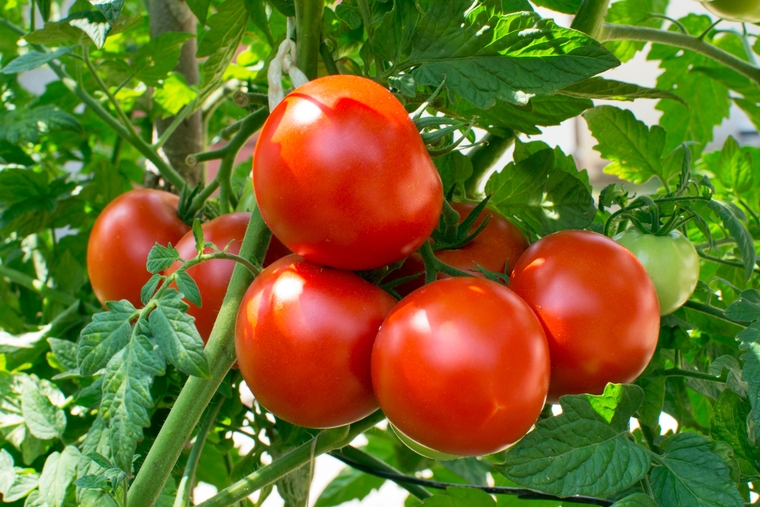 depurar el cuerpo tomate