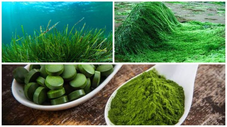 Spirulina ayuda adelgazar