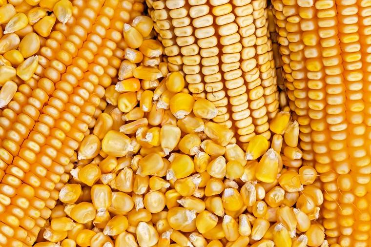 tipos-de-cereales-maiz-beneficios