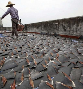 La demanda mundial de aletas de tiburón colombianas desencadena un intenso debate
