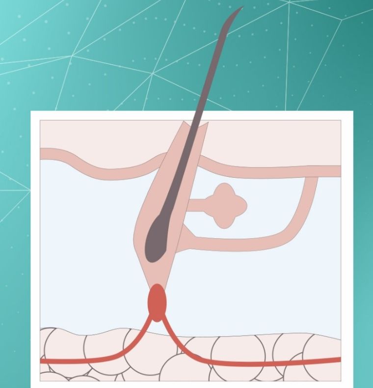 alopecia etapa catagen