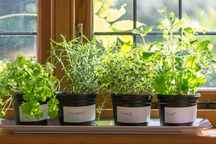 El jardín en invierno- ¿Cómo prepararlo y mantenerlo feliz en la