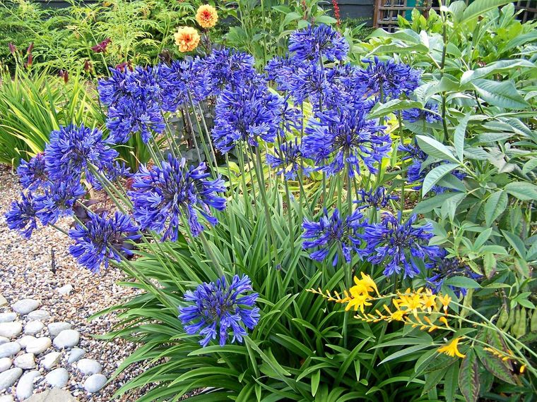El jardín en invierno- ¿Cómo prepararlo y mantenerlo feliz en la