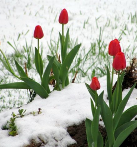 El jardín en invierno- ¿Cómo prepararlo y mantenerlo feliz en la temporada fría?