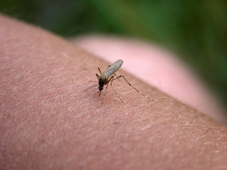 coronavirus mito mosquito