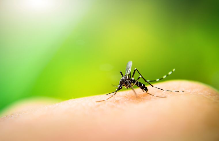 coronavirus mito mosquitos