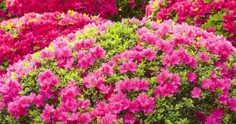 flores de primavera azalea
