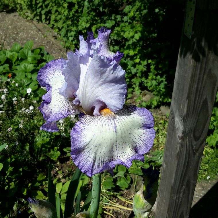 flores de primavera iris
