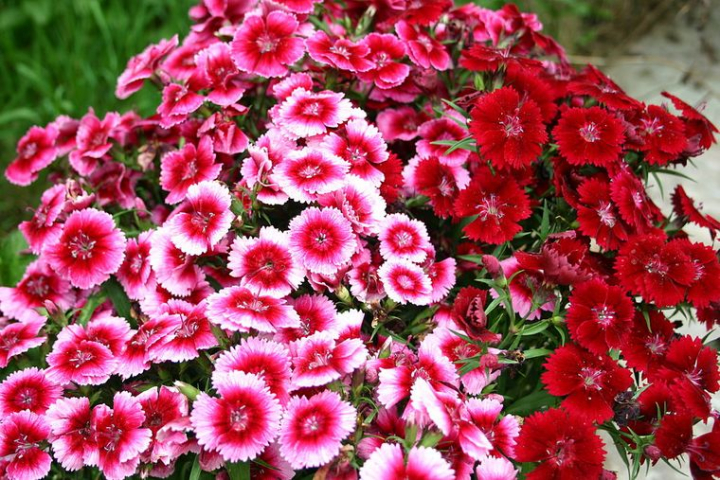 Flores de primavera para darle vida y belleza a tu jardín