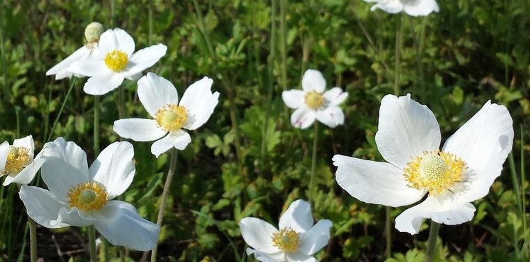flores de primavera snowdrop anemoness