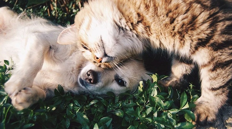 mascotas-coronavirus-infeccion-noticias