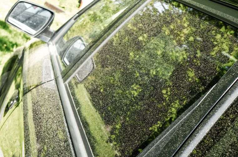 alergia al polen polvo carro