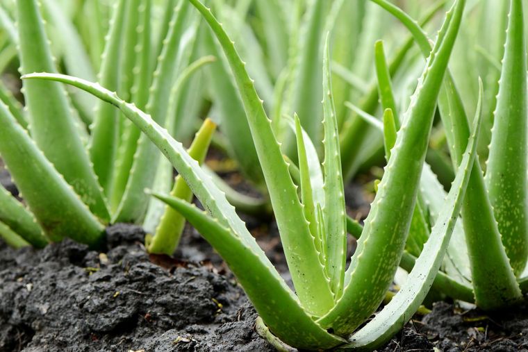 plantas purificadoras de aire aloe