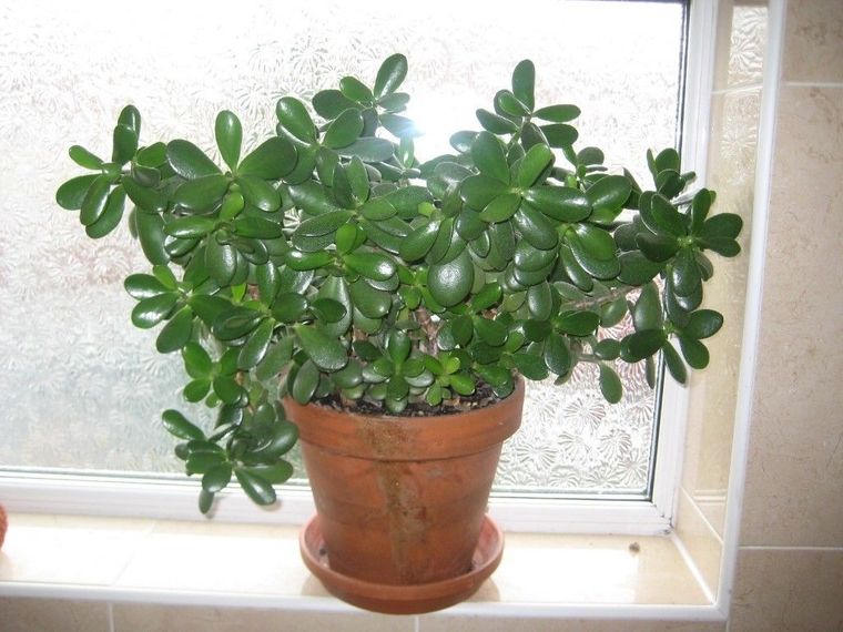 plantas purificadoras de aire jade
