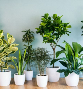 Plantas purificadoras de aire perfectas para el interior de tu hogar