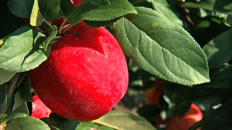propiedades de la manzana antiinflamatorio
