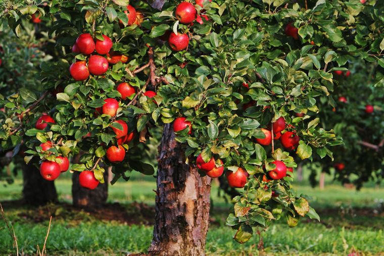propiedades de la manzana arbol