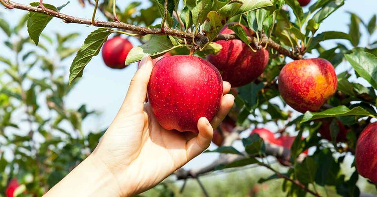 propiedades de la manzana cerebro