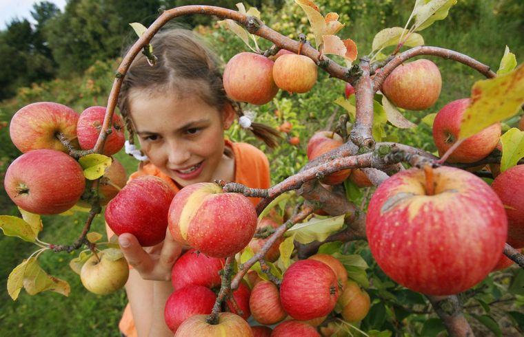 propiedades de la manzana consumo