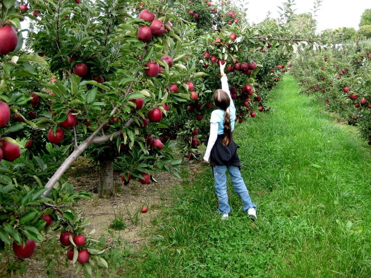 propiedades de la manzana salud