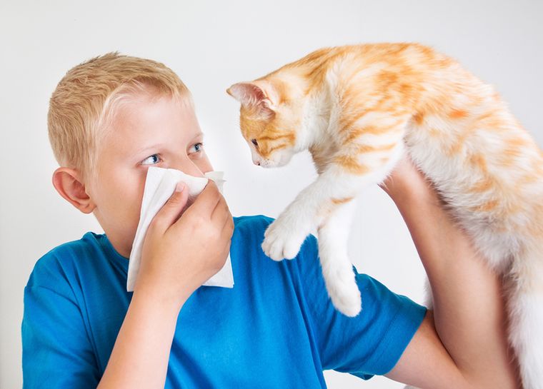 fiebre de heno alergia gato