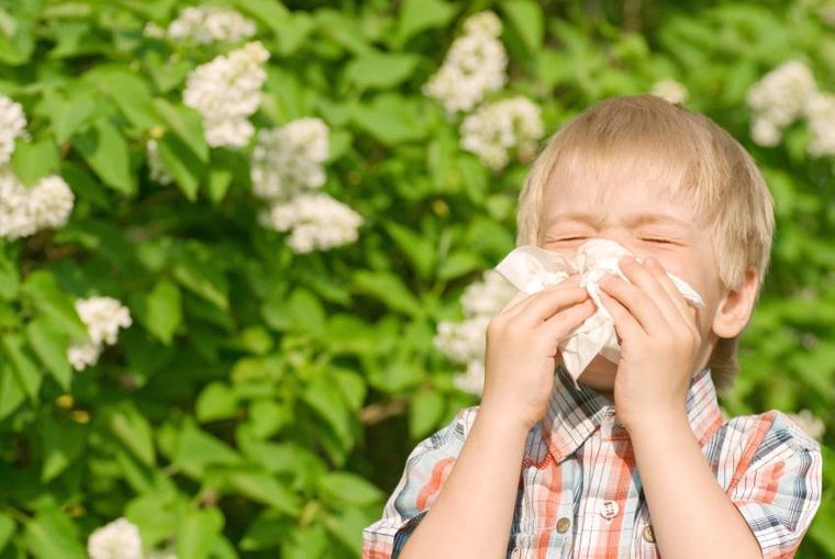 fiebre de heno alergia