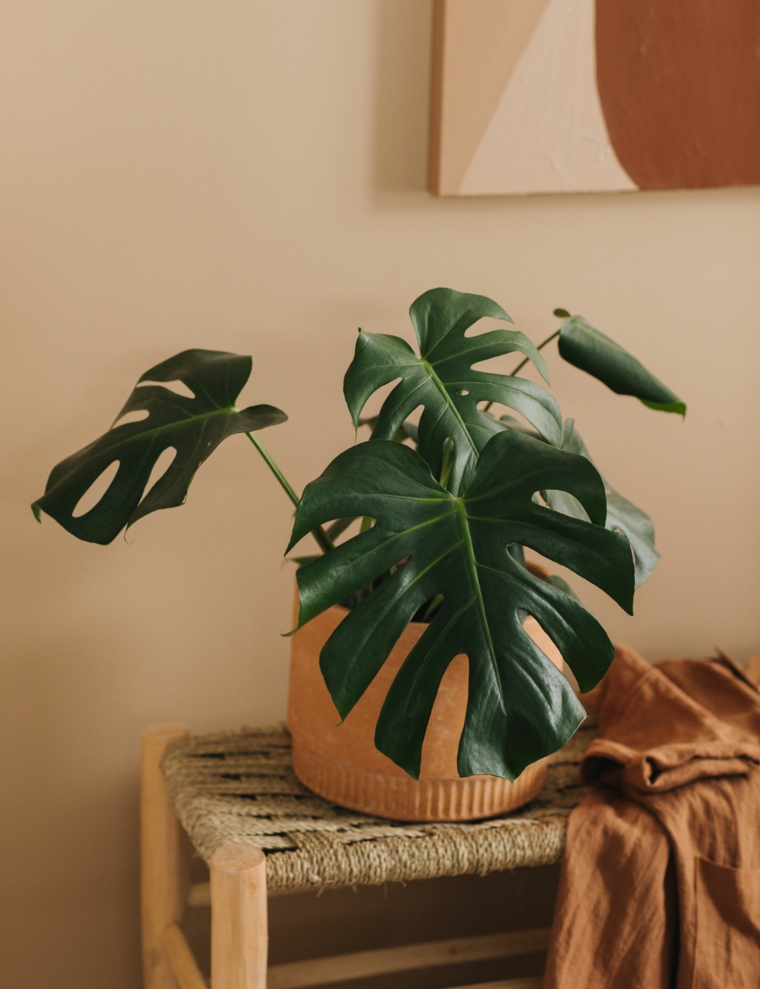 plantas en macetas-diseno-interior