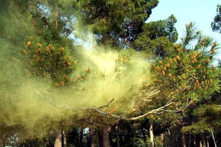 rinitis alérgica polen arboles