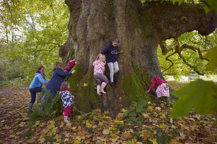 actividades⁢ para niños trepar árbol
