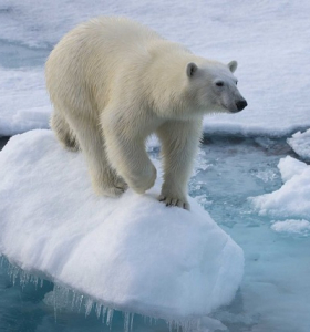 Un estudio halla que el cambio climático empuja a los osos polares hacia la extinción