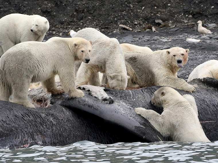 osos polares-cambio-climatico-extincion