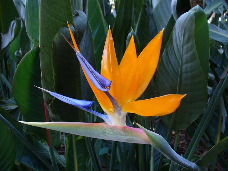 plantas tropicales ave de paraiso