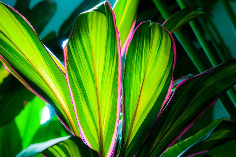 plantas tropicales cordyline