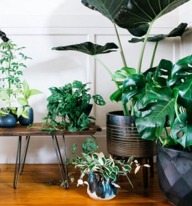 Las más populares y hermosas plantas tropicales para interiores