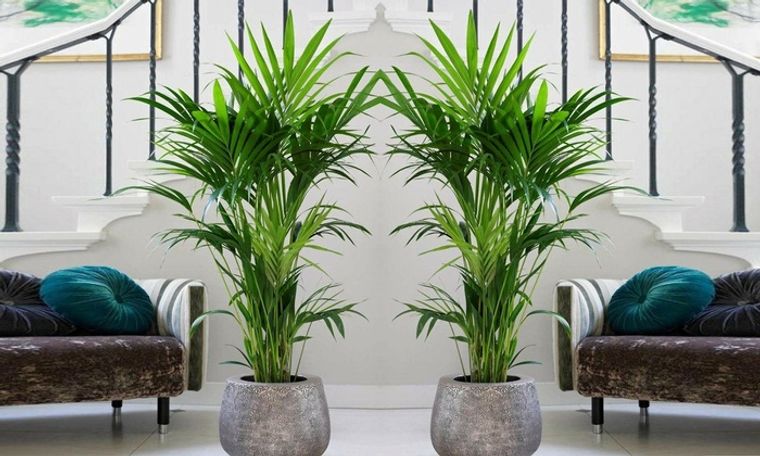 plantas tropicales palma kentia