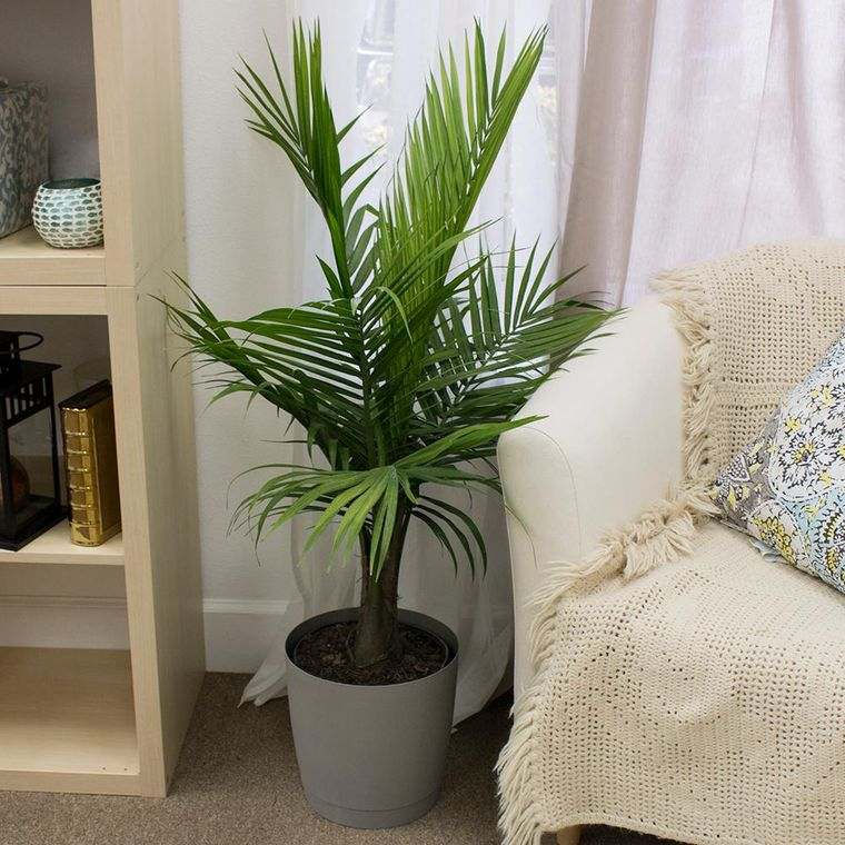plantas tropicales palma salon